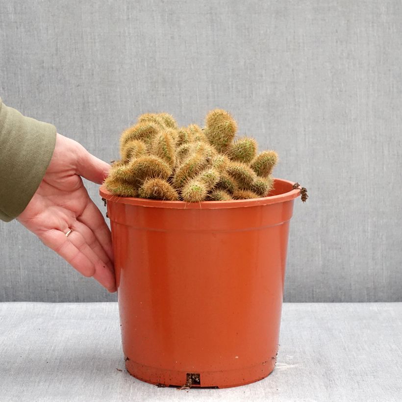 Exemplar von Kaktus - Cleistocactus winteri f. cristata Topf mit 4L/5L wie im Winter geliefert