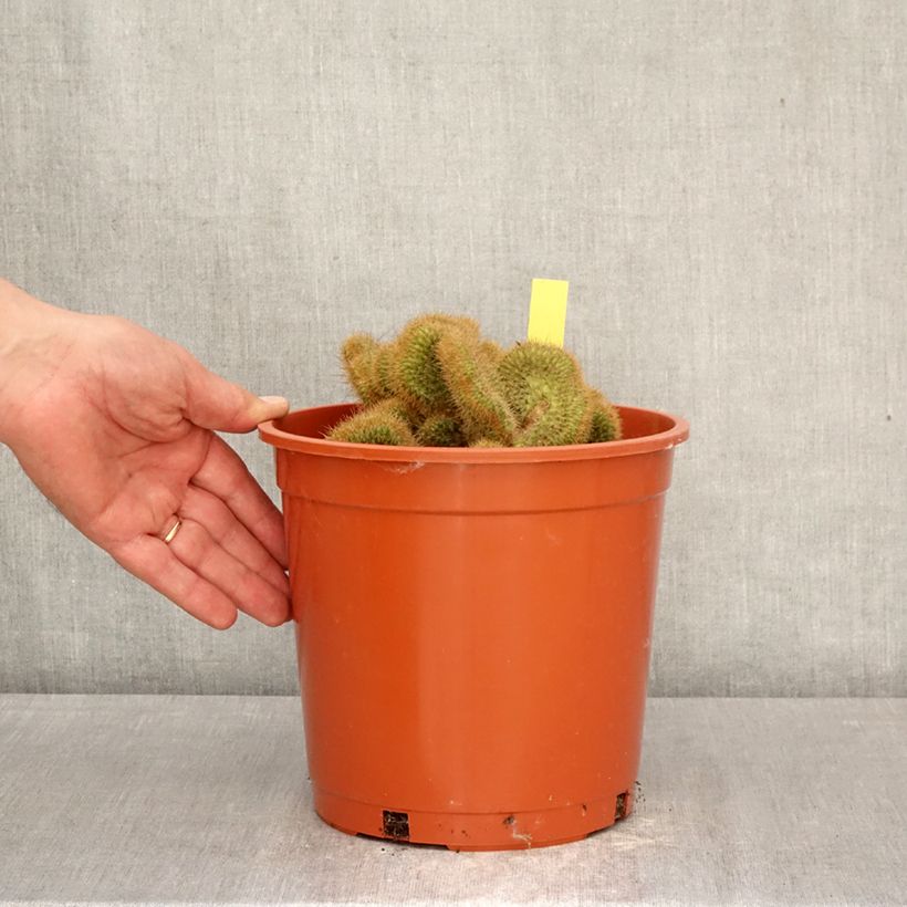 Exemplar von Kaktus - Cleistocactus winteri f. cristata Topf mit 4L/5L wie im Frühjahr geliefert