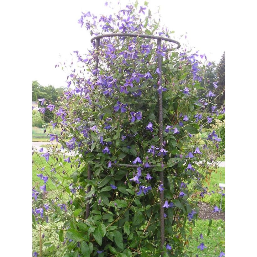 Waldrebe Eriostemon - Clematis (Plant habit)