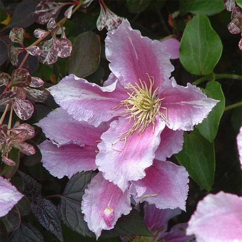 Waldrebe Piilu - Clematis (Flowering)