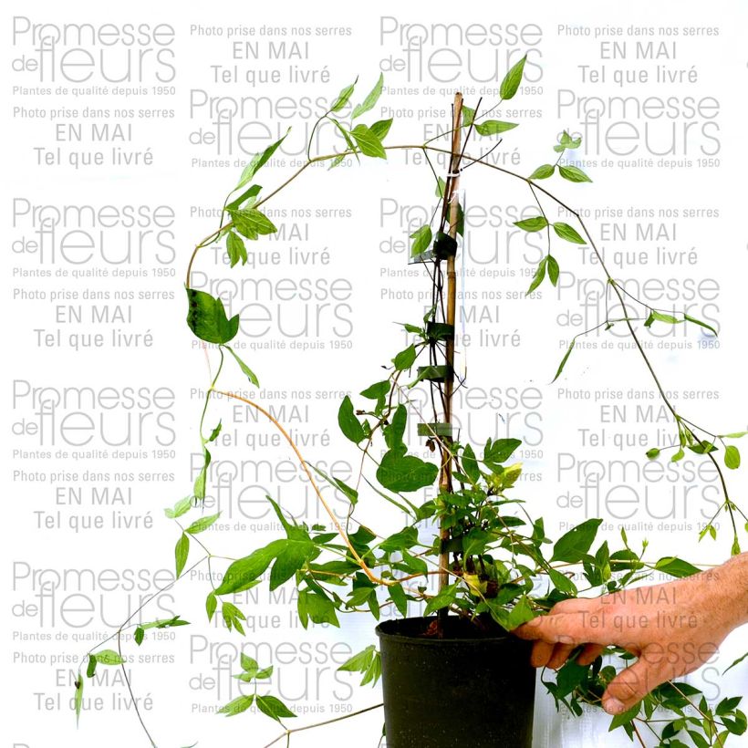 Beispiel eines Exemplars von Waldrebe Aphrodite - Clematis Topf mit 2L/3L wie geliefert