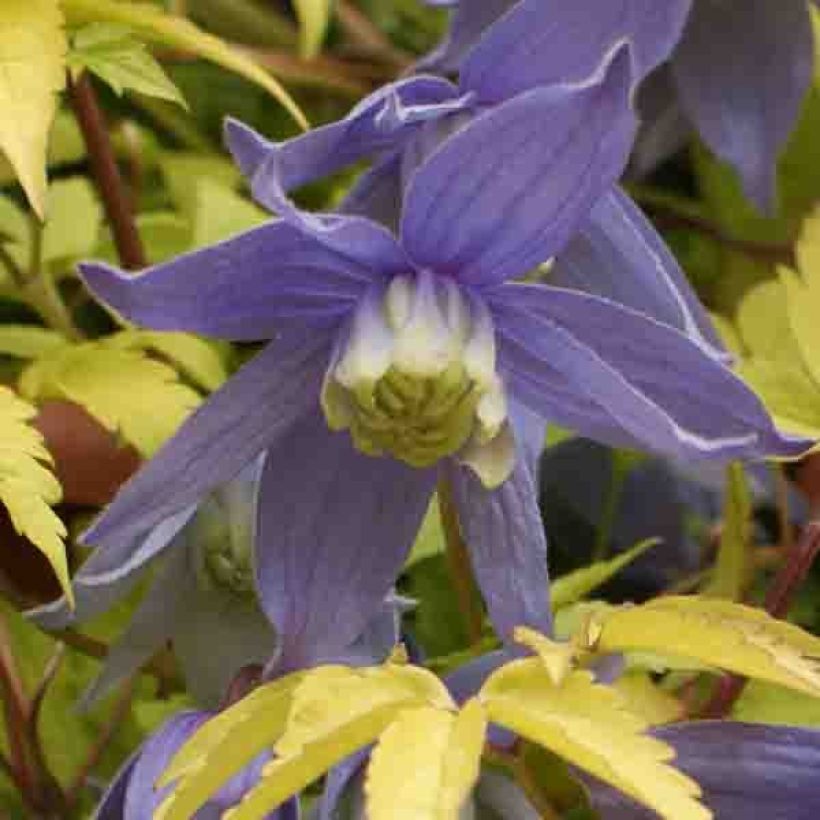 Waldrebe Stolwijk Gold - Clematis (Flowering)