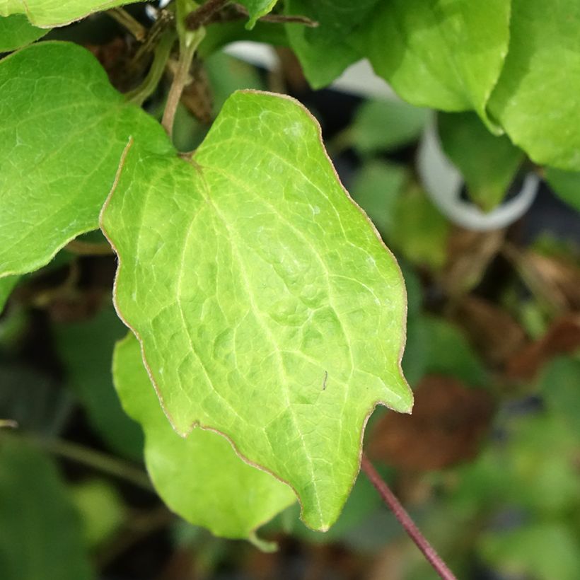 Waldrebe Bee's Jubilée - Clematis (Laub)