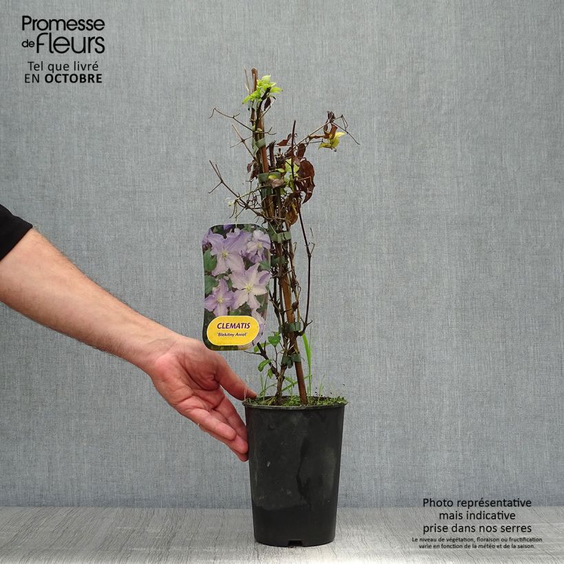 Exemplar von Waldrebe Blekitny aniol - Clematis Topf mit 1,5L/2L wie im Herbst geliefert