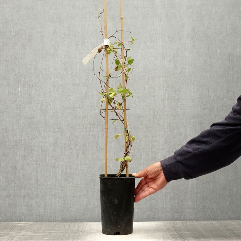 Exemplar von Clematis cirrhosa Wisley Cream - Waldrebe Topf mit 2L/3L wie im Sommer geliefert