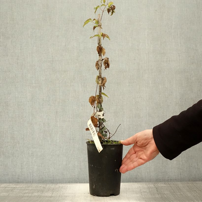 Exemplar von Waldrebe Andromeda - Clematis Topf mit 2L/3L wie im Herbst geliefert