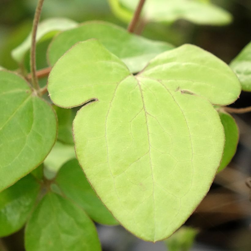Waldrebe Andromeda - Clematis (Laub)