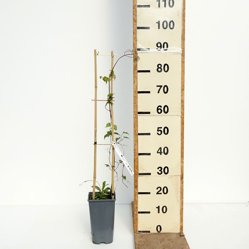 Exemplar von Waldrebe Anna Louise Evithree - Clematis Topf mit 3L/4L wie im Frühjahr geliefert