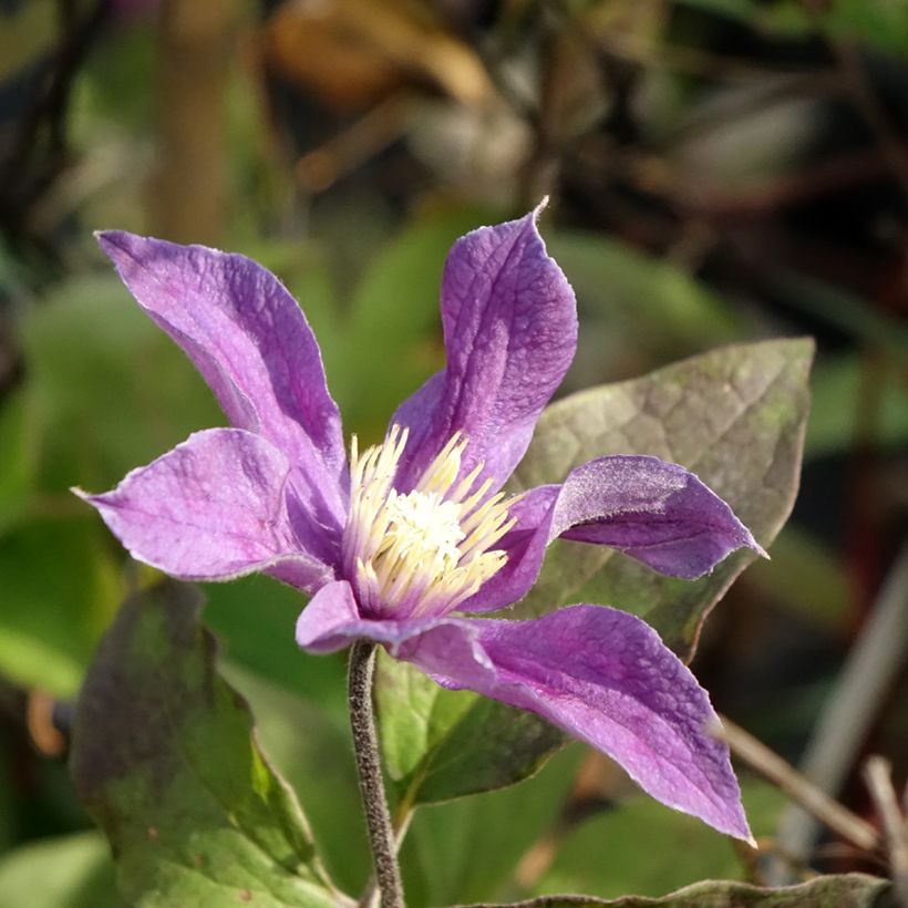 Waldrebe Arabella - Clematis (Blüte)