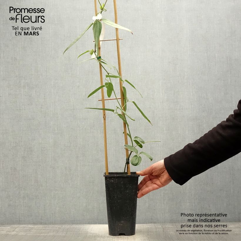 Example of Clematis armandii Hendersonii Rubra - Immergrüne Waldrebe Topf mit 2L/3L as you get in printemps