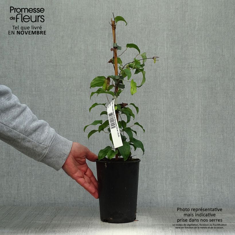 Exemplar von Waldrebe Beauty of Worcester - Clematis Topf mit 1,5L/2L wie im Herbst geliefert