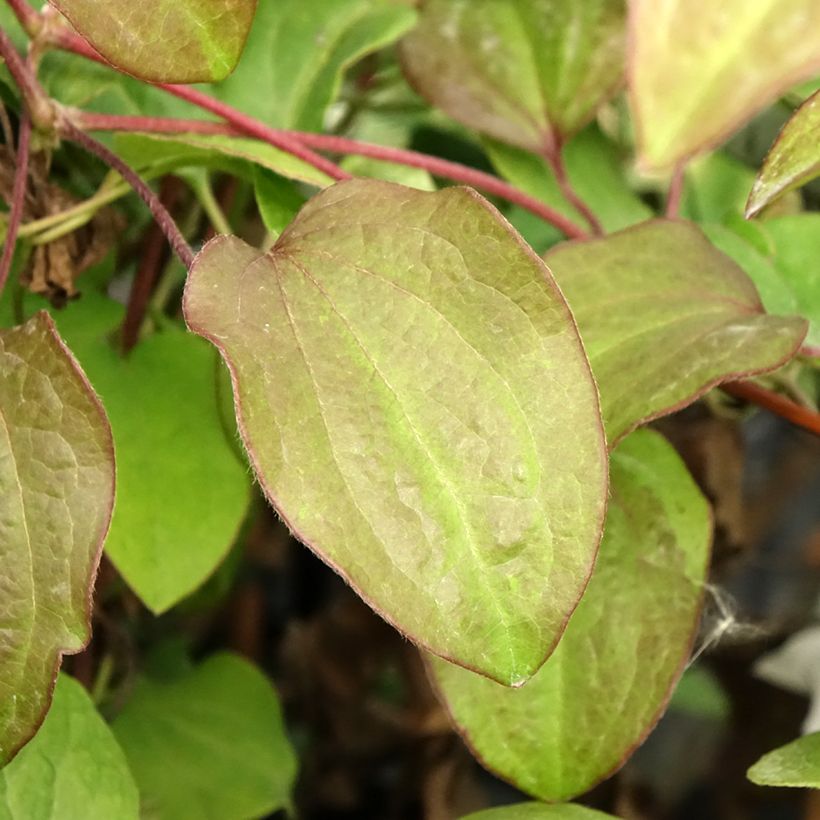 Waldrebe Beauty of Worcester - Clematis (Laub)