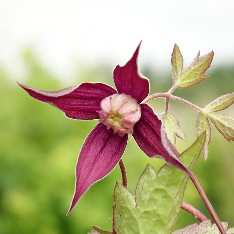 Waldrebe Brunette - Clematis (Flowering)