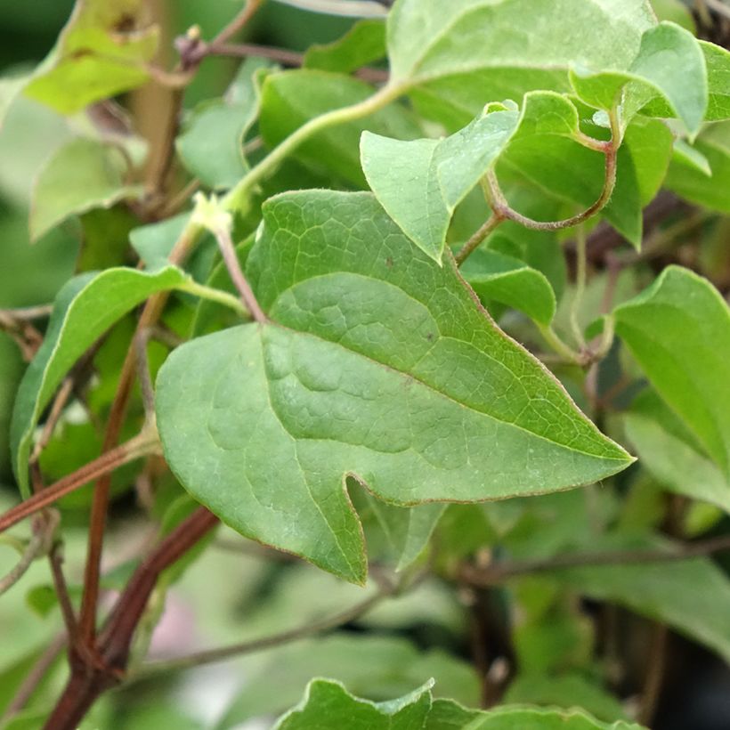 Waldrebe Caroline - Clematis (Laub)