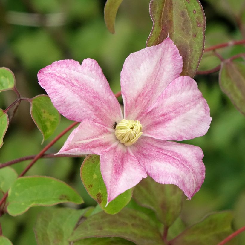 Waldrebe Caroline - Clematis (Blüte)