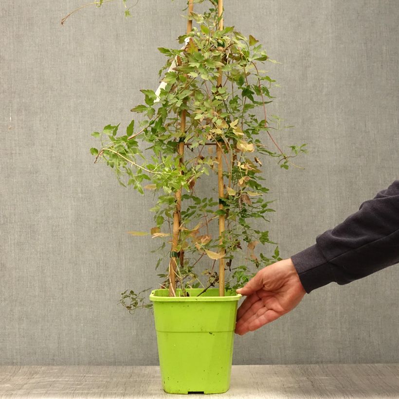 Exemplar von Clematis cirrhosa Winter Parasol - Waldrebe Topf mit 2L/3L wie im Sommer geliefert