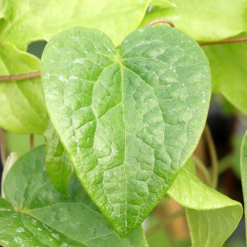 Waldrebe Couronne Royale - Clematis (Foliage)
