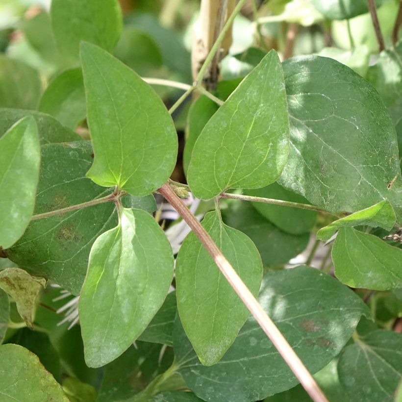 Waldrebe Crystal Fountain - Clematis (Laub)