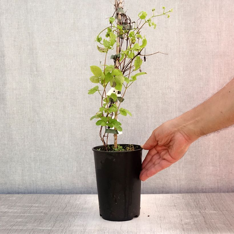 Exemplar von Waldrebe Destiny - Clematis Topf mit 1,5L/2L wie im Sommer geliefert