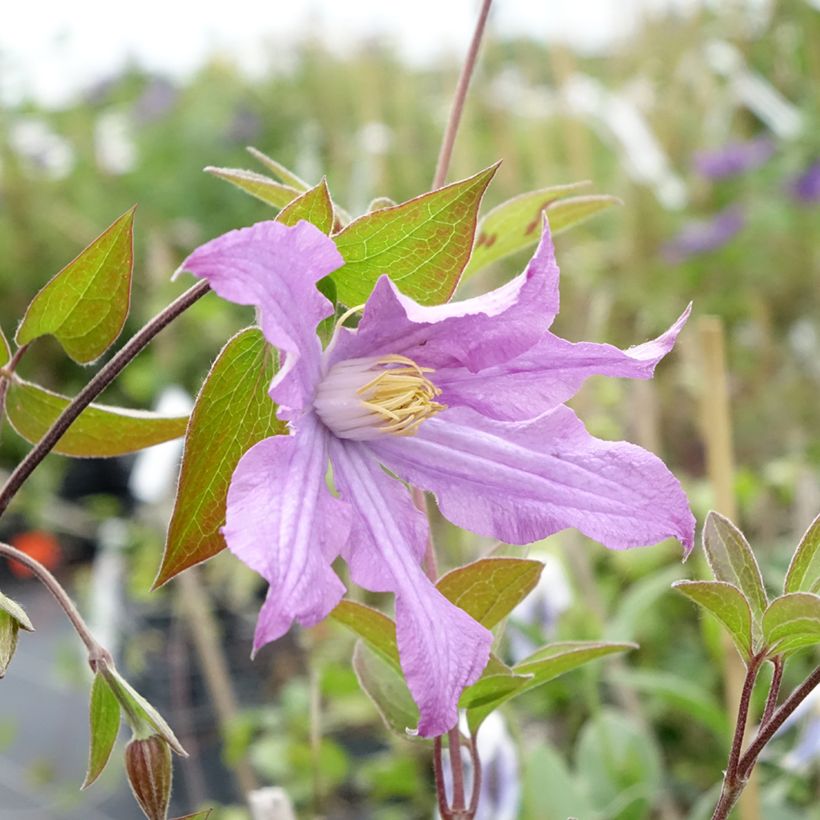 Waldrebe East River - Clematis  (Flowering)