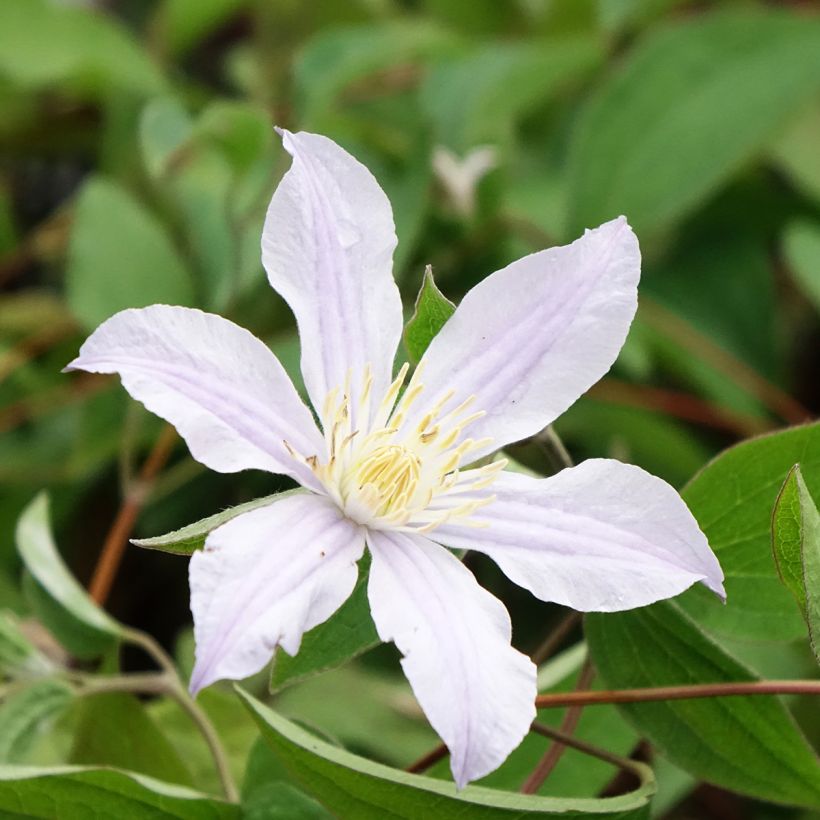Waldrebe Clematis River Star - Clematis (Blüte)