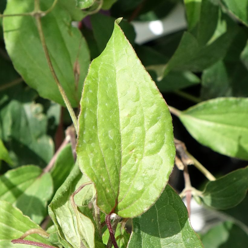 Waldrebe Stella Bella - Clematis (Laub)