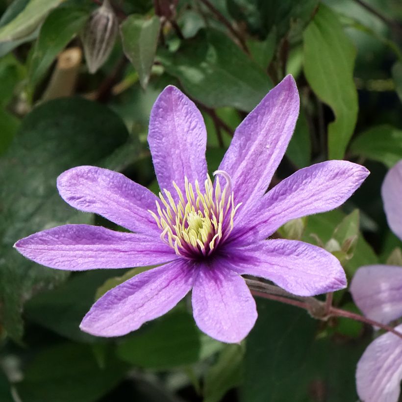 Waldrebe Stella Bella - Clematis (Blüte)