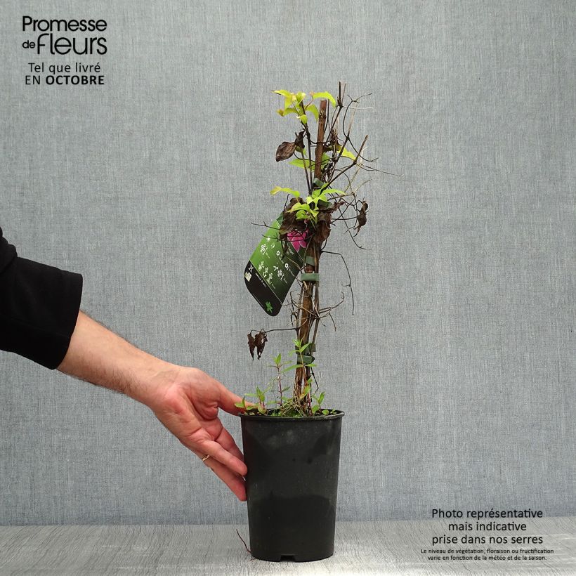 Exemplar von Waldrebe Docteur Ruppel - Clematis Topf mit 2L/3L wie im Herbst geliefert