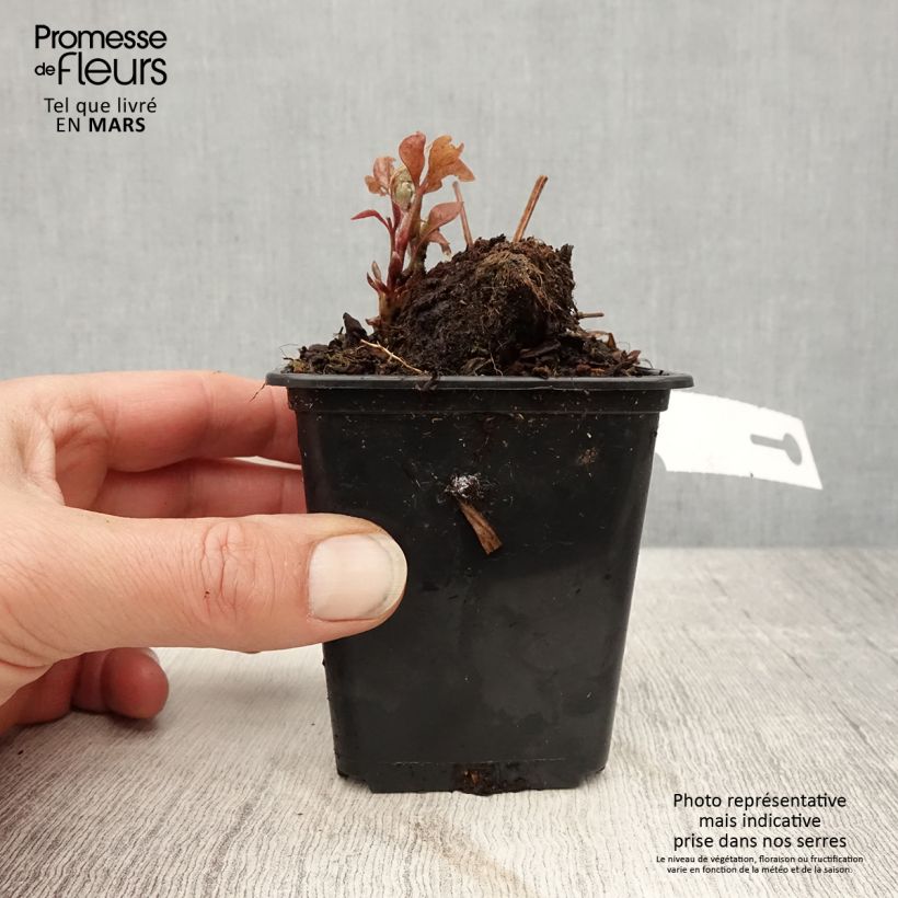 Exemplar von Waldrebe Duchess of Edinburgh - Clematis Kleine Töpfe von 8/9 cm wie im Frühjahr geliefert