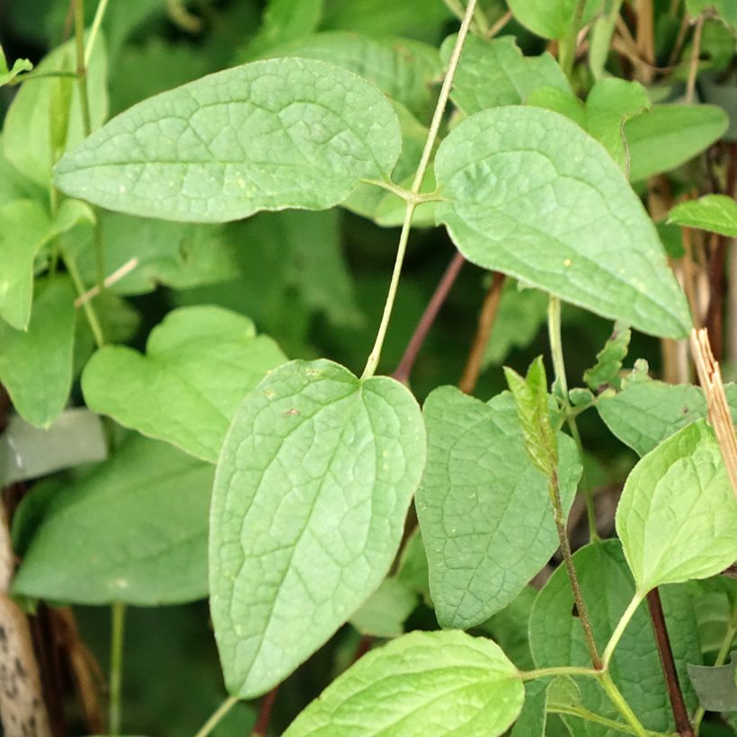 Waldrebe Eriostemon - Clematis (Foliage)