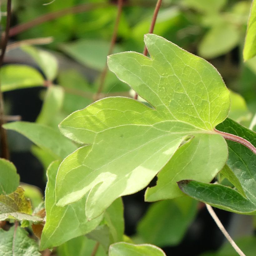 Clematis viticella Ernest Marckham - Waldrebe (Laub)