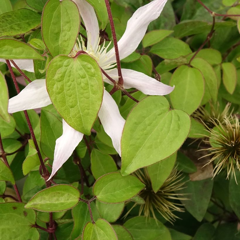 Waldrebe Etoile Nacrée - Clematis (Foliage)