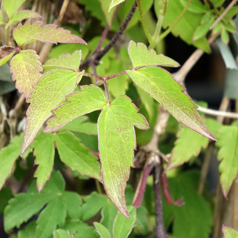 Waldrebe Eximia - Clematis (Foliage)