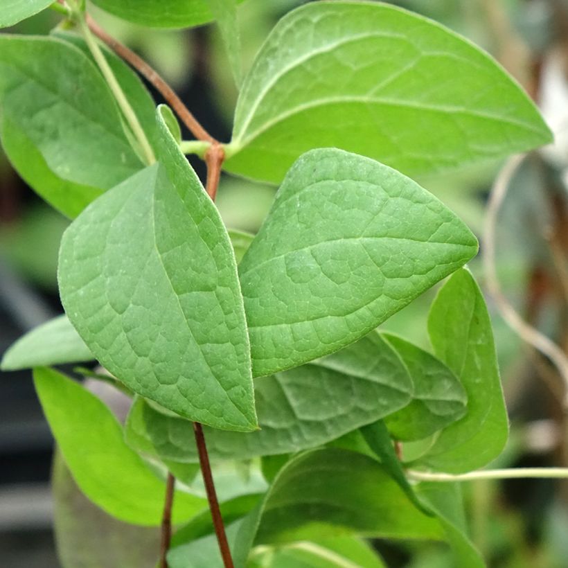 Waldrebe Fascination - Clematis (Laub)