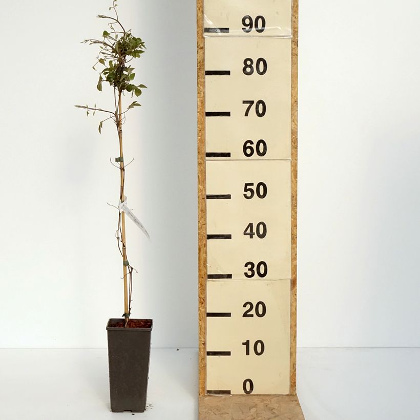 Example of Waldrebe First Love - Clematis Topf mit 2L/3L as you get in printemps