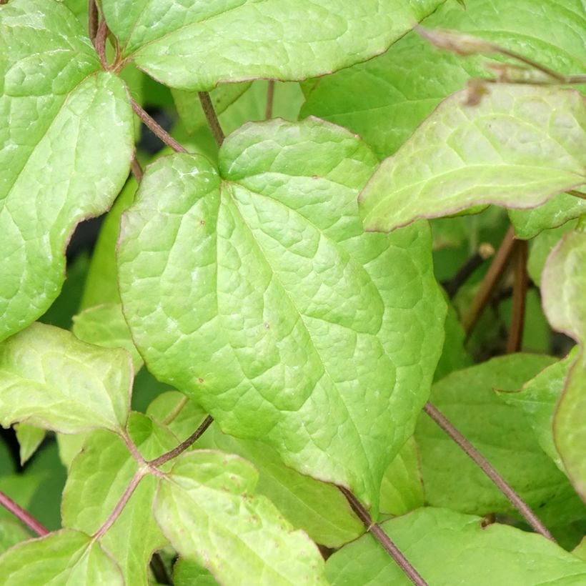 Waldrebe Gipsy Queen - Clematis (Foliage)