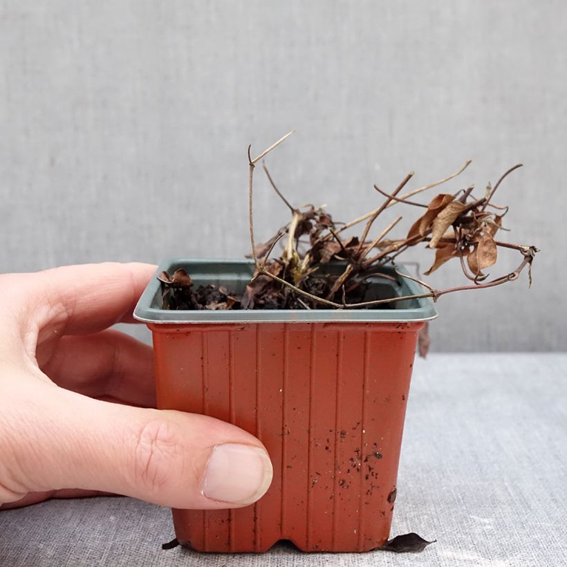 Exemplar von Clématite - Clematis Guernsey Flute Kleine Töpfe von 8/9 cm wie im Winter geliefert