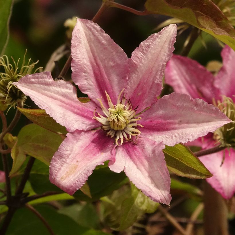 Waldrebe Hanagurama - Clematis (Blüte)