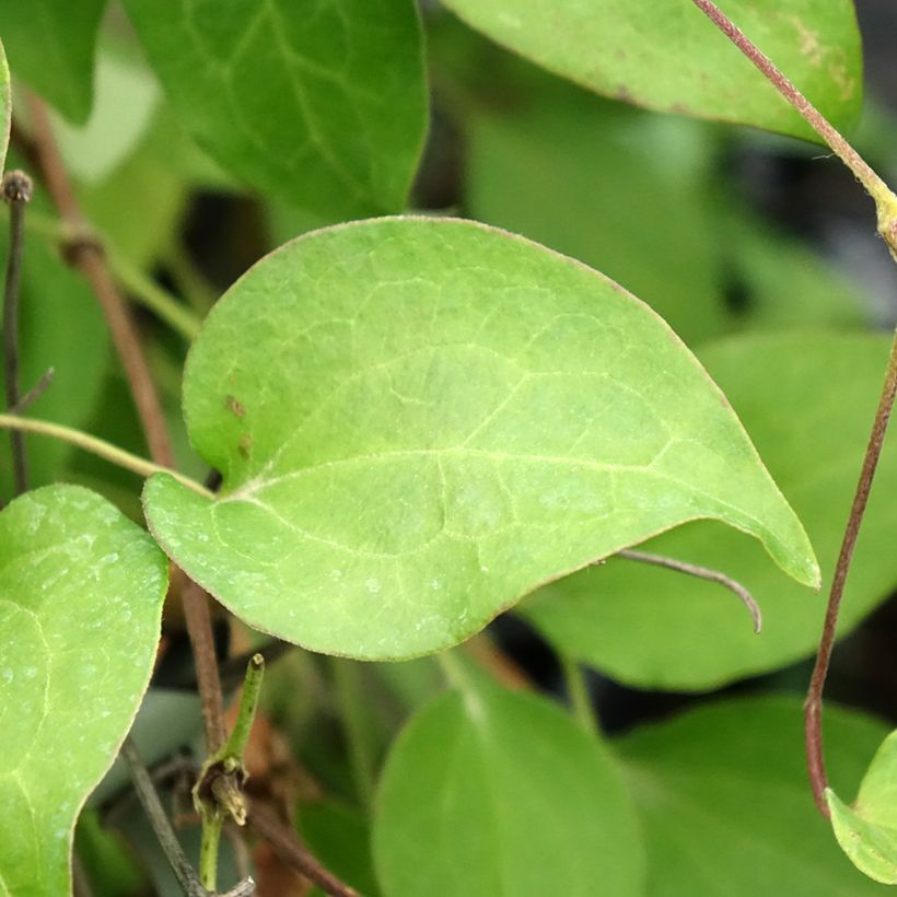 Waldrebe Hania - Clematis (Laub)