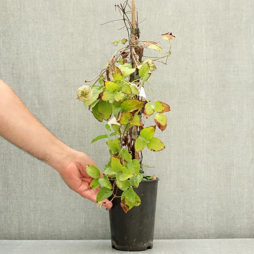 Exemplar von Waldrebe Have Fun - Clematis Topf mit 2L/3L wie im Sommer geliefert