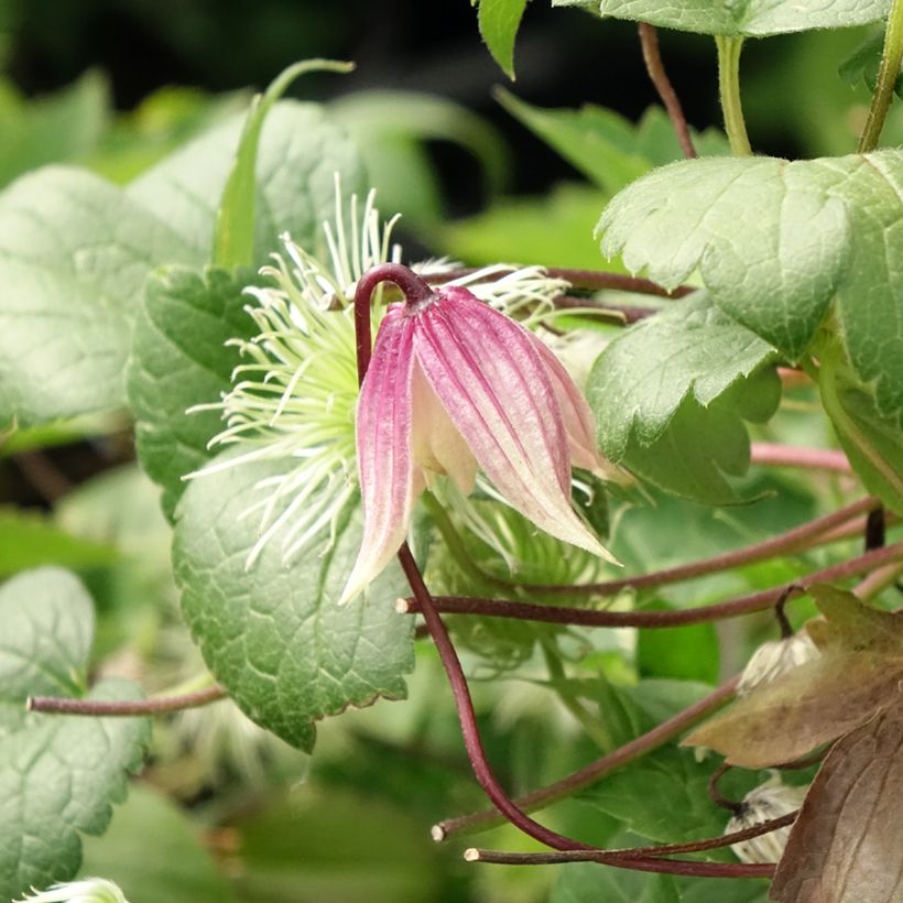 Waldrebe I am Red Robin - Clematis (Blüte)