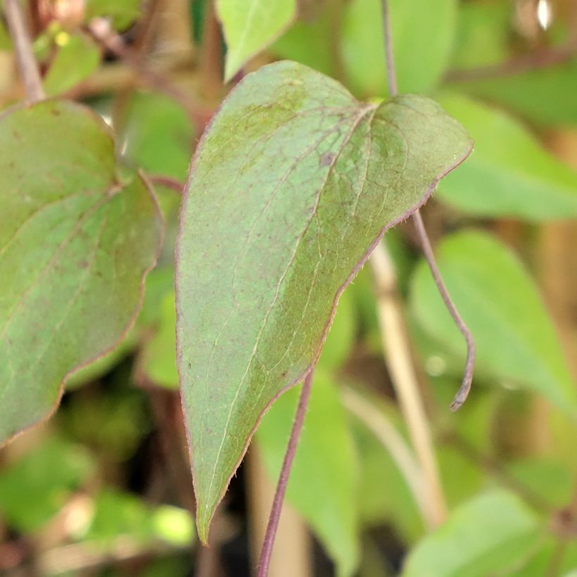 Waldrebe Ice Crystal - Clematis (Laub)
