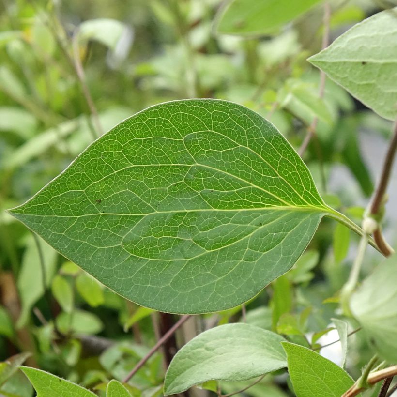 Clematis integrifolia Blue River - Stauden-Waldrebe (Laub)