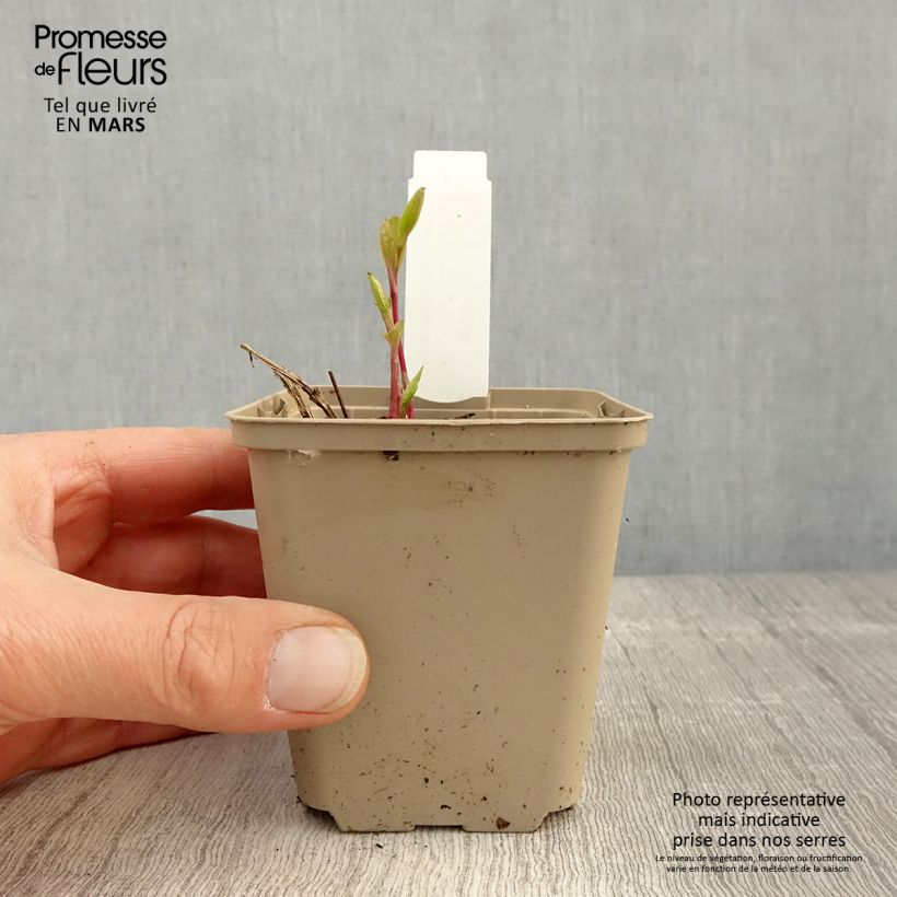 Exemplar von Clematis integrifolia - Stauden-Waldrebe Kleine Töpfe von 8/9 cm wie im Frühjahr geliefert