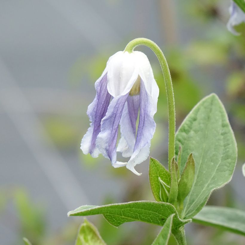Clematis integrifolia Hakuree - Stauden-Waldrebe (Blüte)