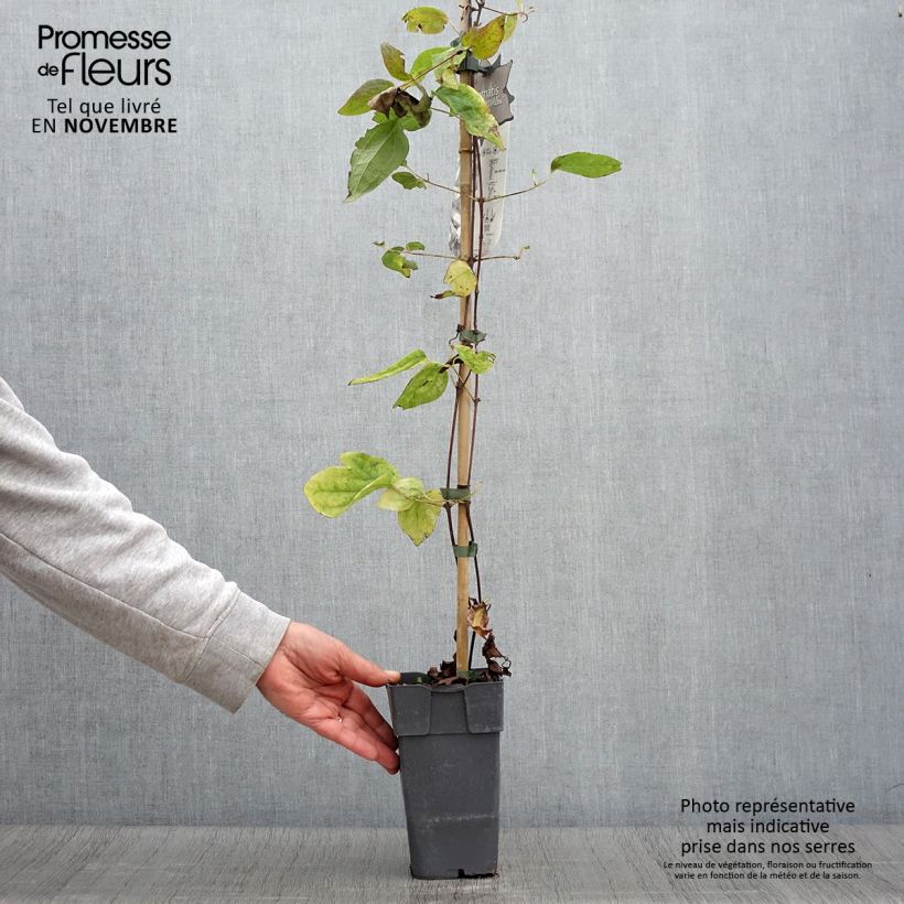 Exemplar von Clematis jackmanii Alba - Waldrebe Topf mit 2L/3L wie im Herbst geliefert