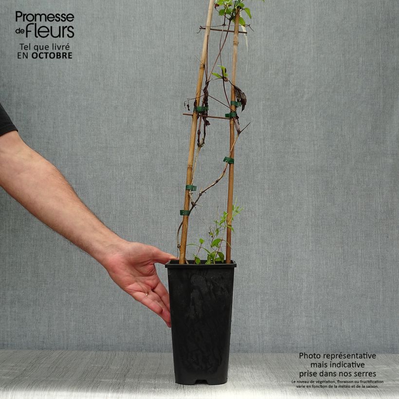 Exemplar von Clematis jackmanii Superba - Waldrebe Topf mit 2L/3L wie im Herbst geliefert