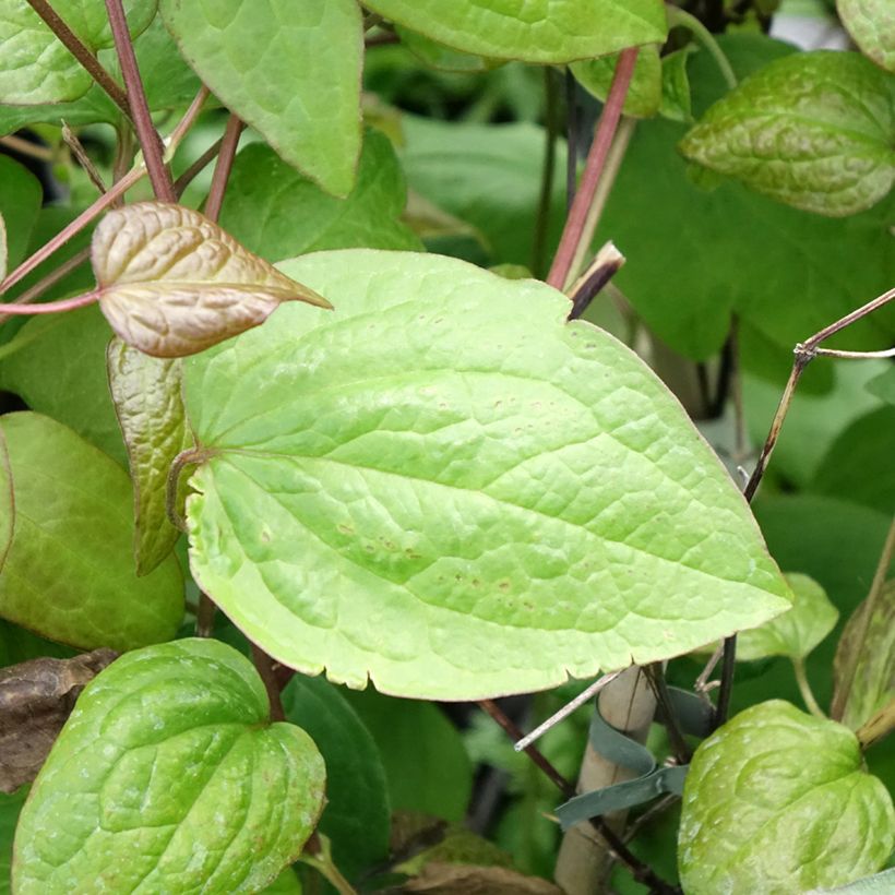Clematis jackmanii Jenny - Waldrebe (Laub)
