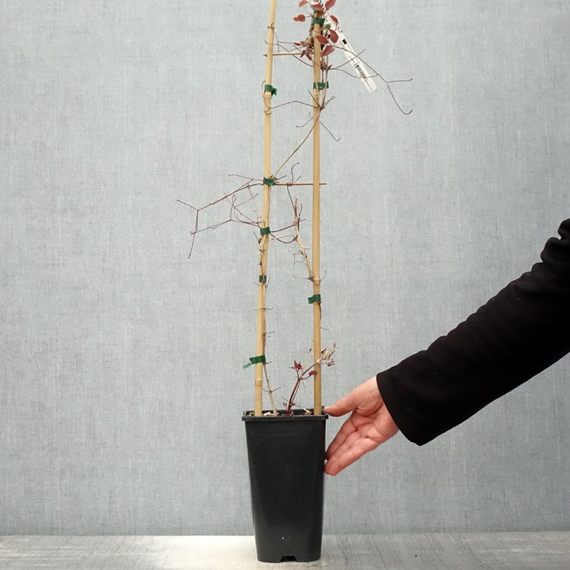 Example of Waldrebe Jan Pawel II - Clematis Topf mit 2L/3L as you get in printemps