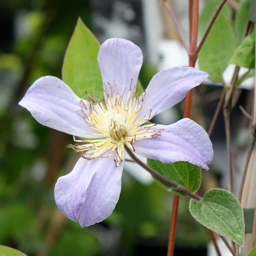Waldrebe Juuli - Clematis (Blüte)